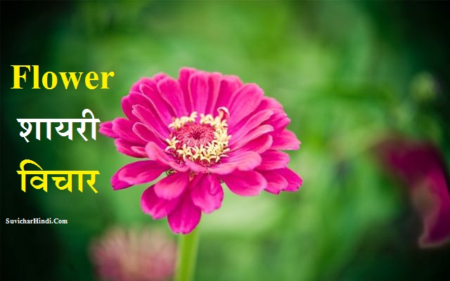 🌷 ( फूल शायरी विचार ) Flower Shayari Quotes Status in Hindi